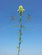 Image of Crested Cow-wheat