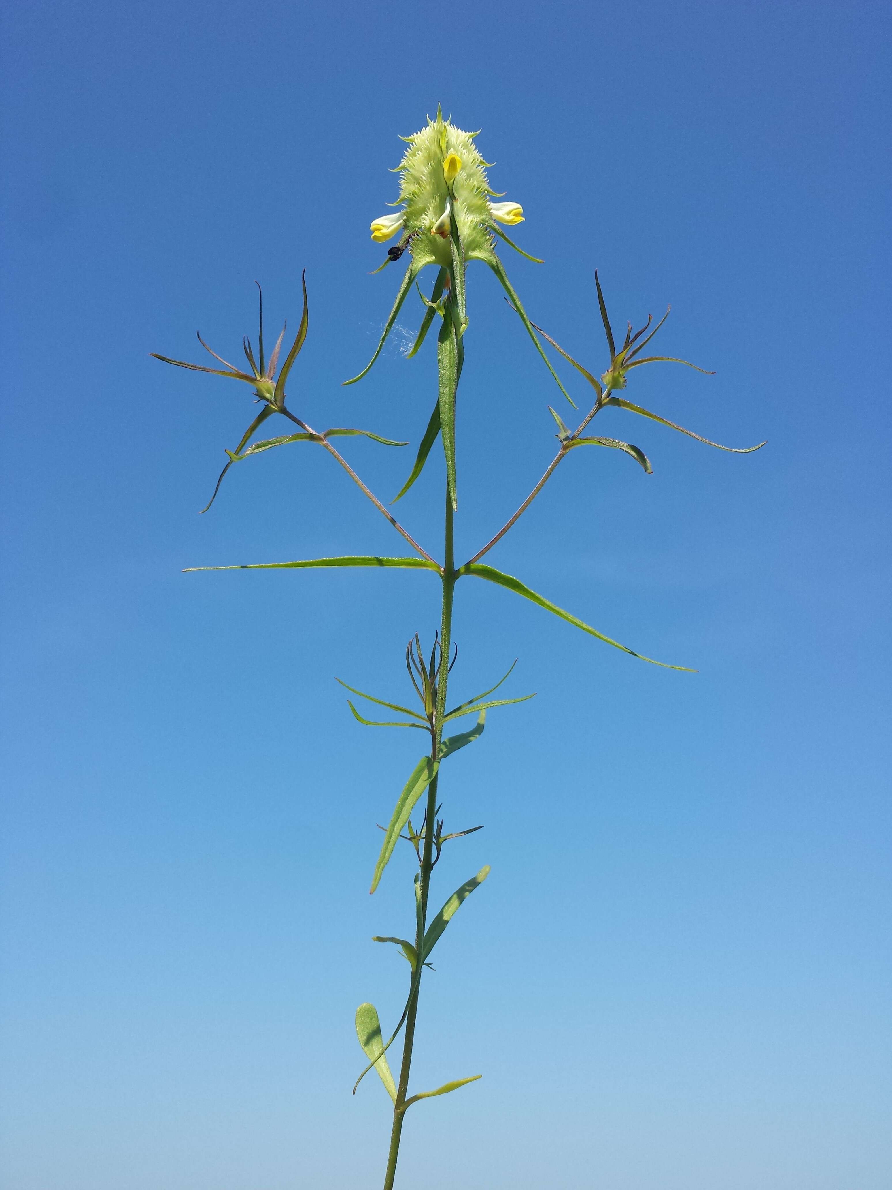 Image of Crested Cow-wheat