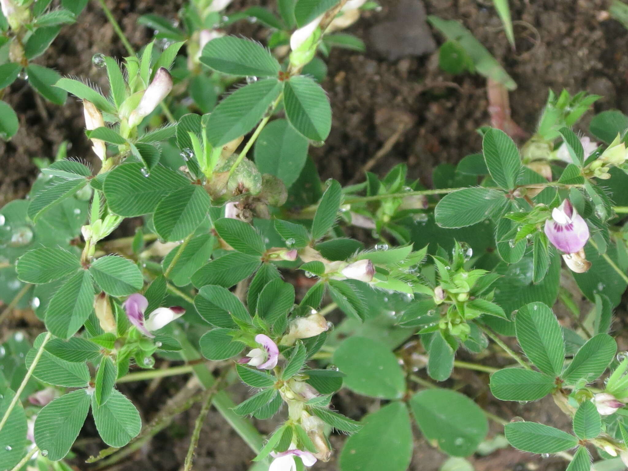 Image of Korean clover