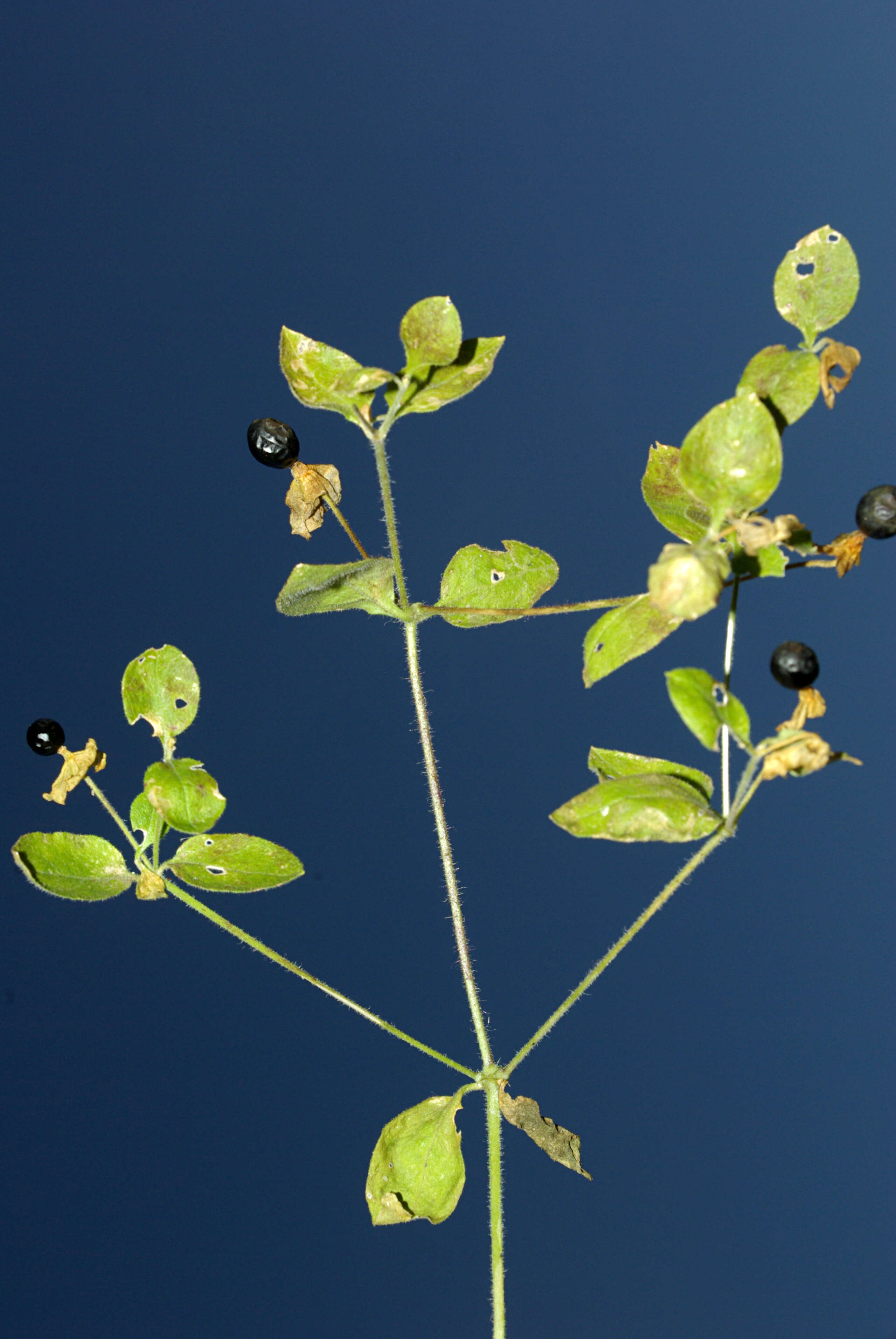 Imagem de Silene baccifera (L.) Roth