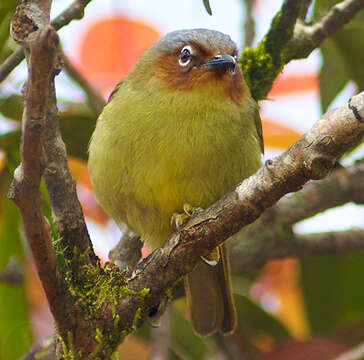 Image of Chestnut-faced Babbler