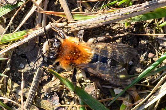 Image of early mining bee