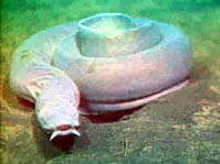 Image of California Hagfish