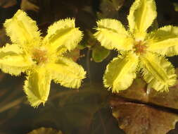 Image of Wavy Marshwort