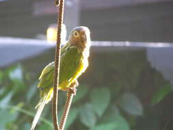 Image of Brown-throated Parakeet