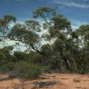 Image of Eucalyptus yumbarrana C. D. Boomsma
