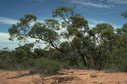 Image of Eucalyptus yumbarrana C. D. Boomsma