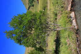 Image of Salix mielichhoferi (Sauter) Janchen