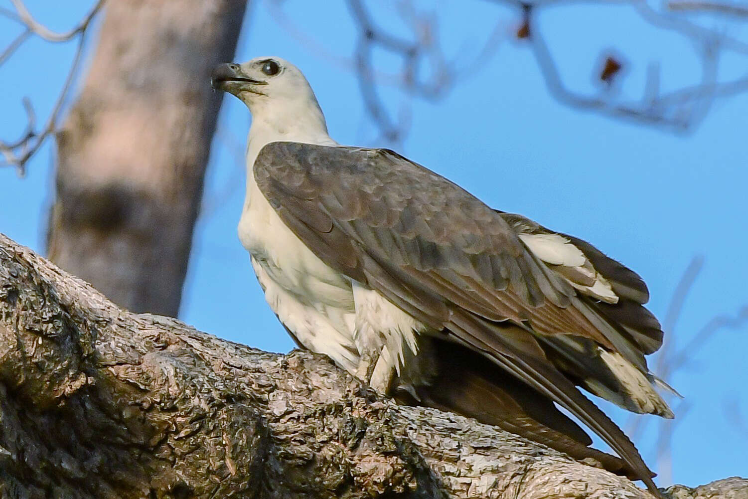 Image of White-bellied Sea Eagle