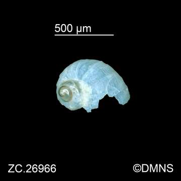 Слика од Macromphalina palmalitoris Pilsbry & McGinty 1950