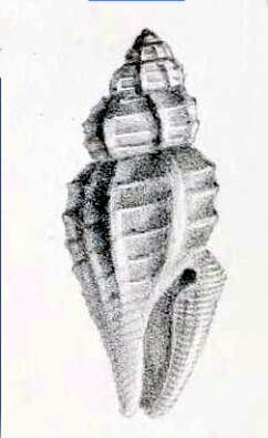 Image of Daphnella godfroidi