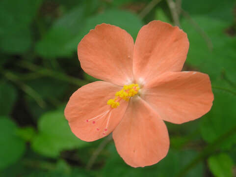 Imagem de Hibiscus hirtus L.