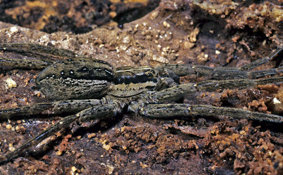 Image of Dolomedes minor L. Koch 1876