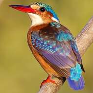 Image of Alcedo cristata