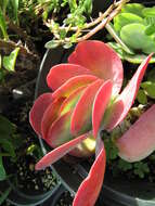 Image of Kalanchoe luciae