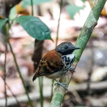 Image of Spotted Antbird