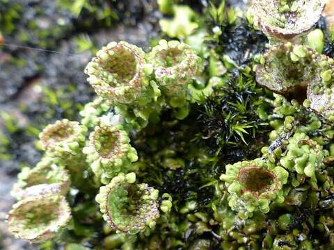 Image of cup lichen