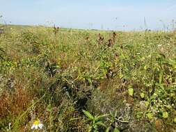 Image of Spatulaleaf Loosestrife