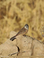 Image of European Rock Bunting