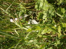 Image of alpine willowherb