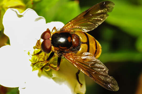 Image of lesser hornet hoverfly