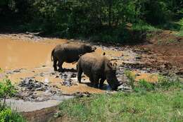 Image of Grass Rhinoceros