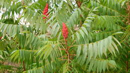 Image of staghorn sumac