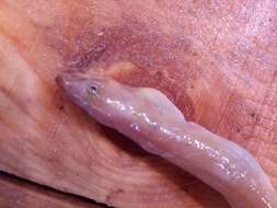 Image of Rufus Snake Eel