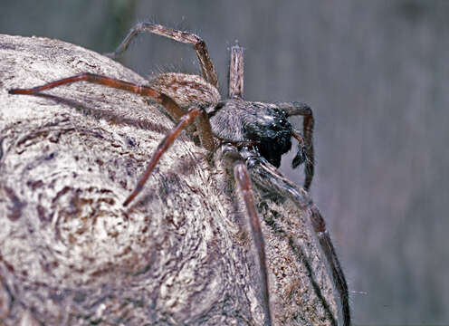 Image of Desid spider