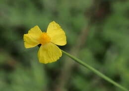 Image of Xyris juncea R. Br.