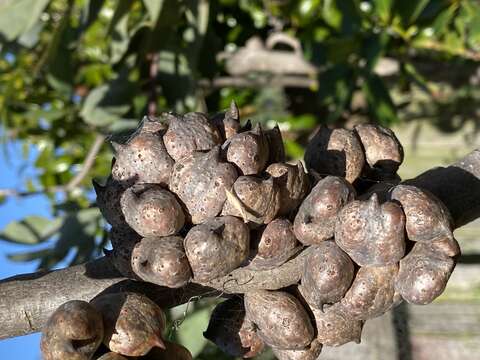 Imagem de Hakea petiolaris Meissn.