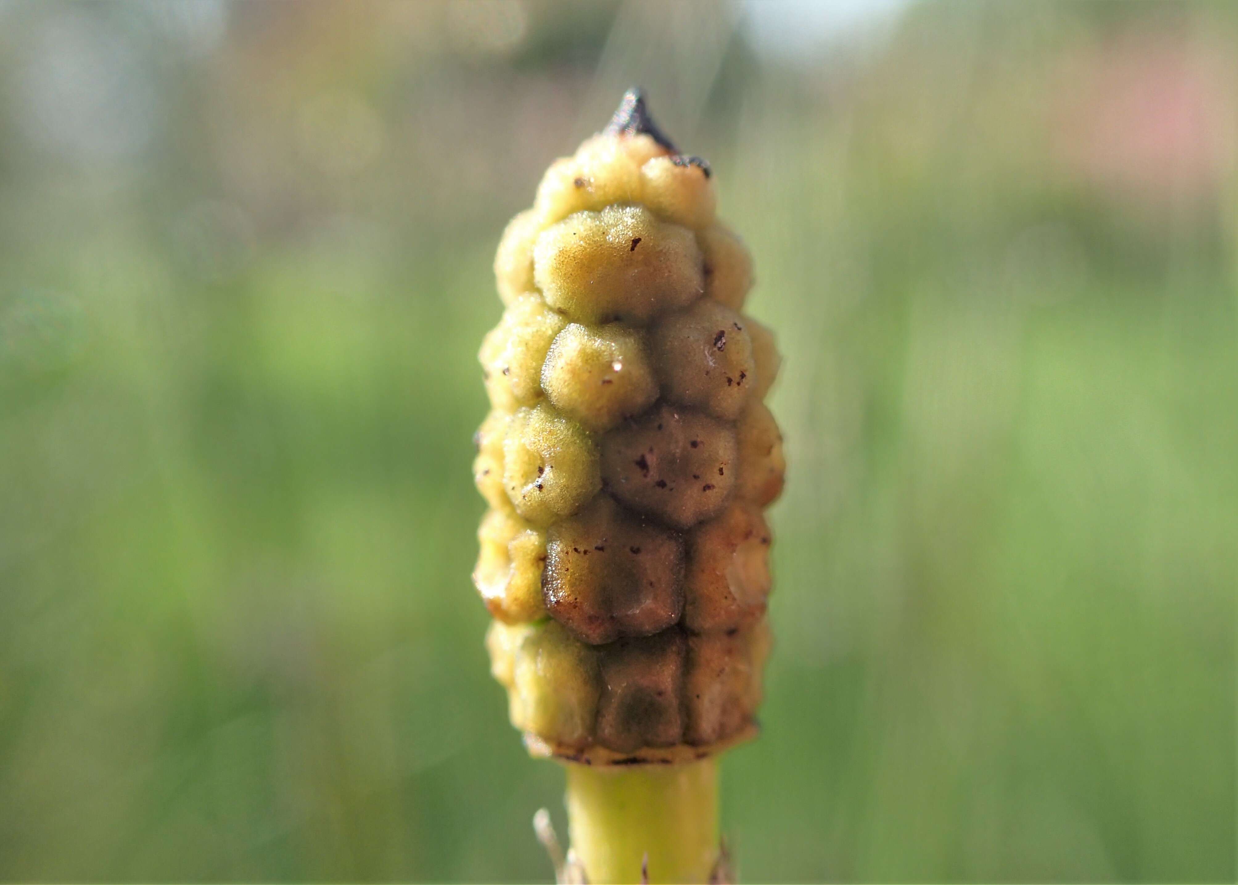 Image of Common Scouring-Rush