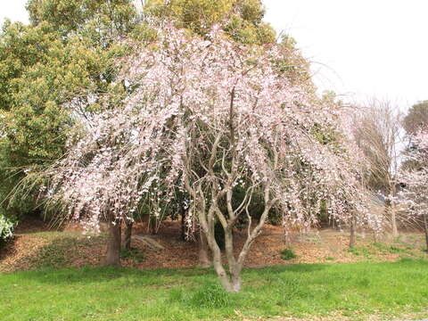 Image of Prunus spachiana (Lavallee ex H. Otto) Kitamura