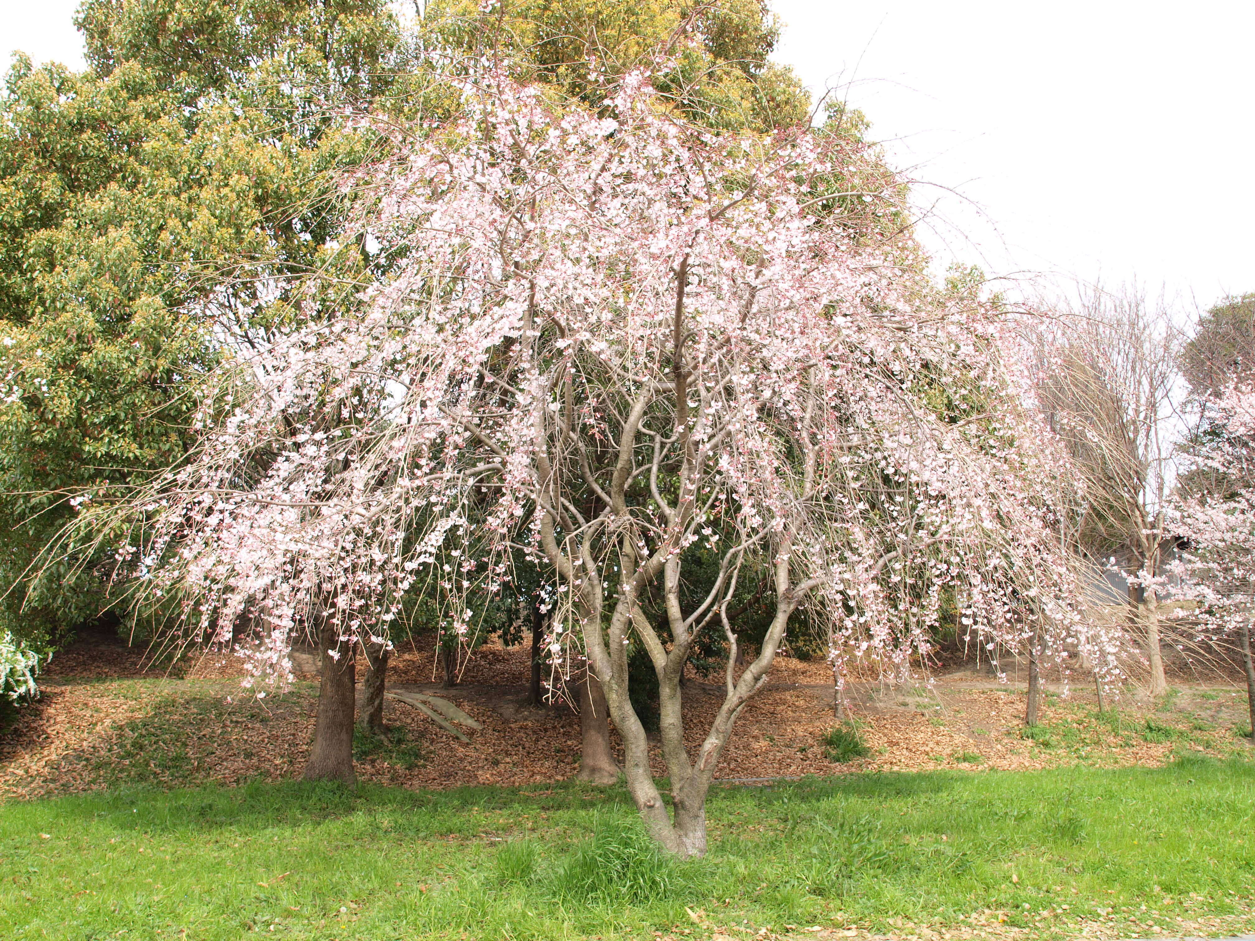 Image de Prunus spachiana (Lavallee ex H. Otto) Kitamura