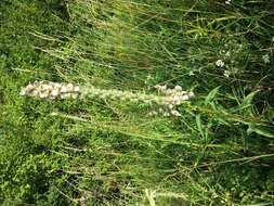 Image of Grecian foxglove