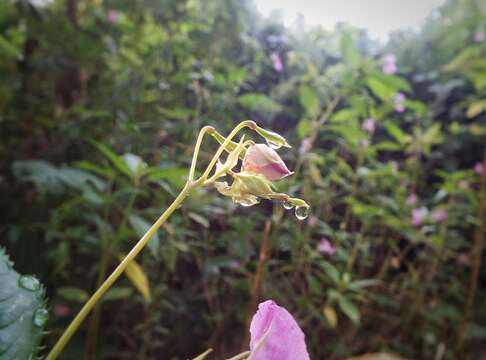 Image of Himalayan balsam