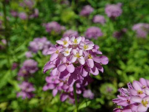 Plancia ëd Iberis umbellata L.