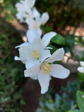 Image of sweet mock orange