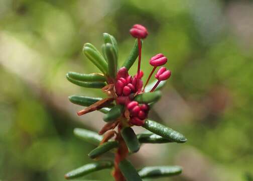 Image of black crowberry