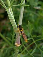 Image of Sphaerophoria scripta (Linnaeus 1758)