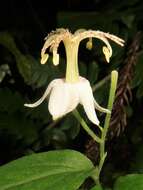 Image of Tricyrtis macropoda Miq.