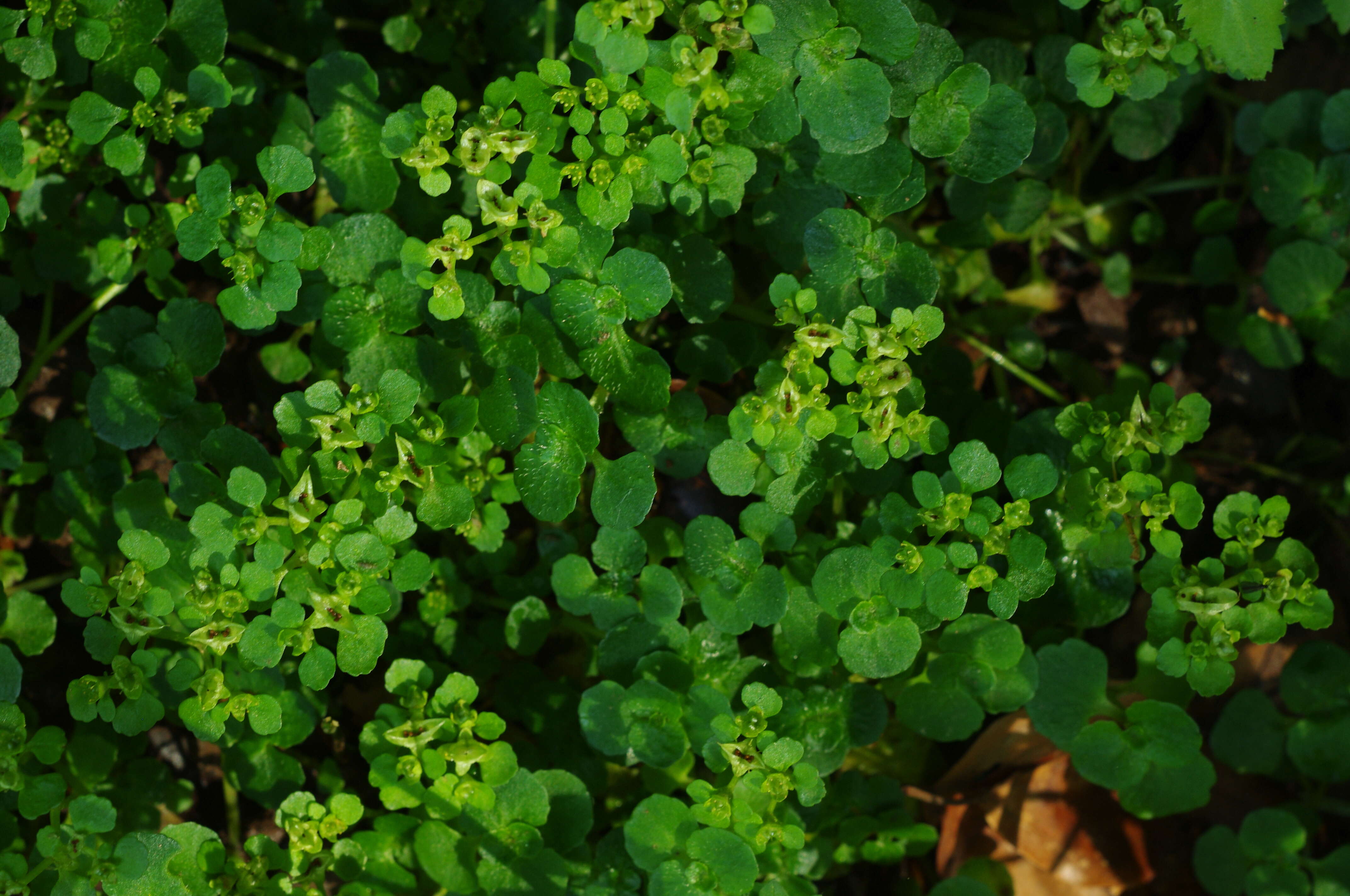 Plancia ëd Chrysosplenium oppositifolium L.