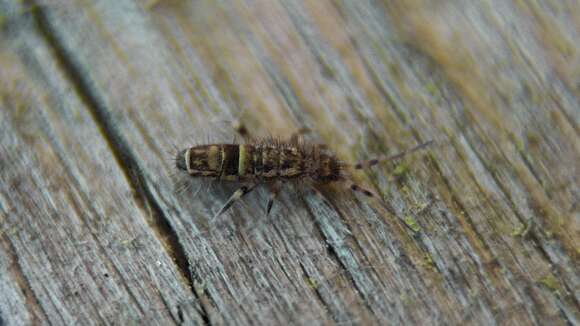 Image of hairy-back girdled springtail