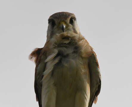 Image of Australian Kestrel