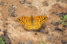 Image of Argynnis hyperbius