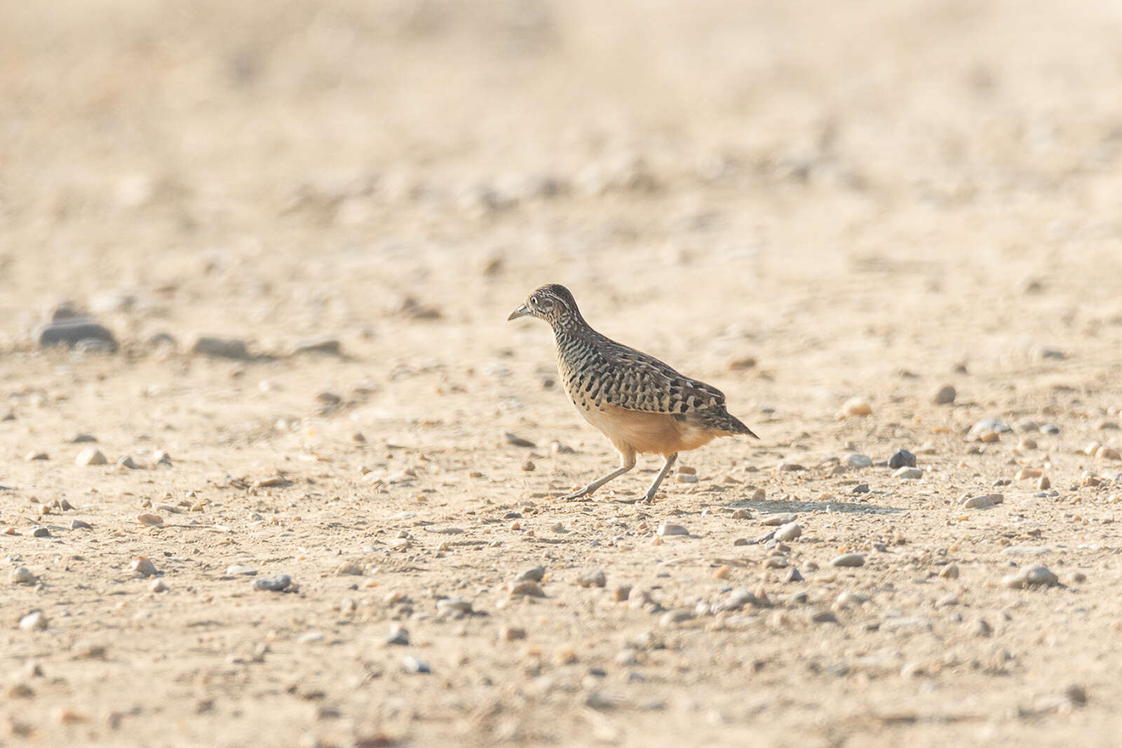 Image of Barred Buttonquail