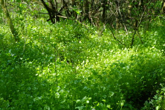 Image of Indian lettuce