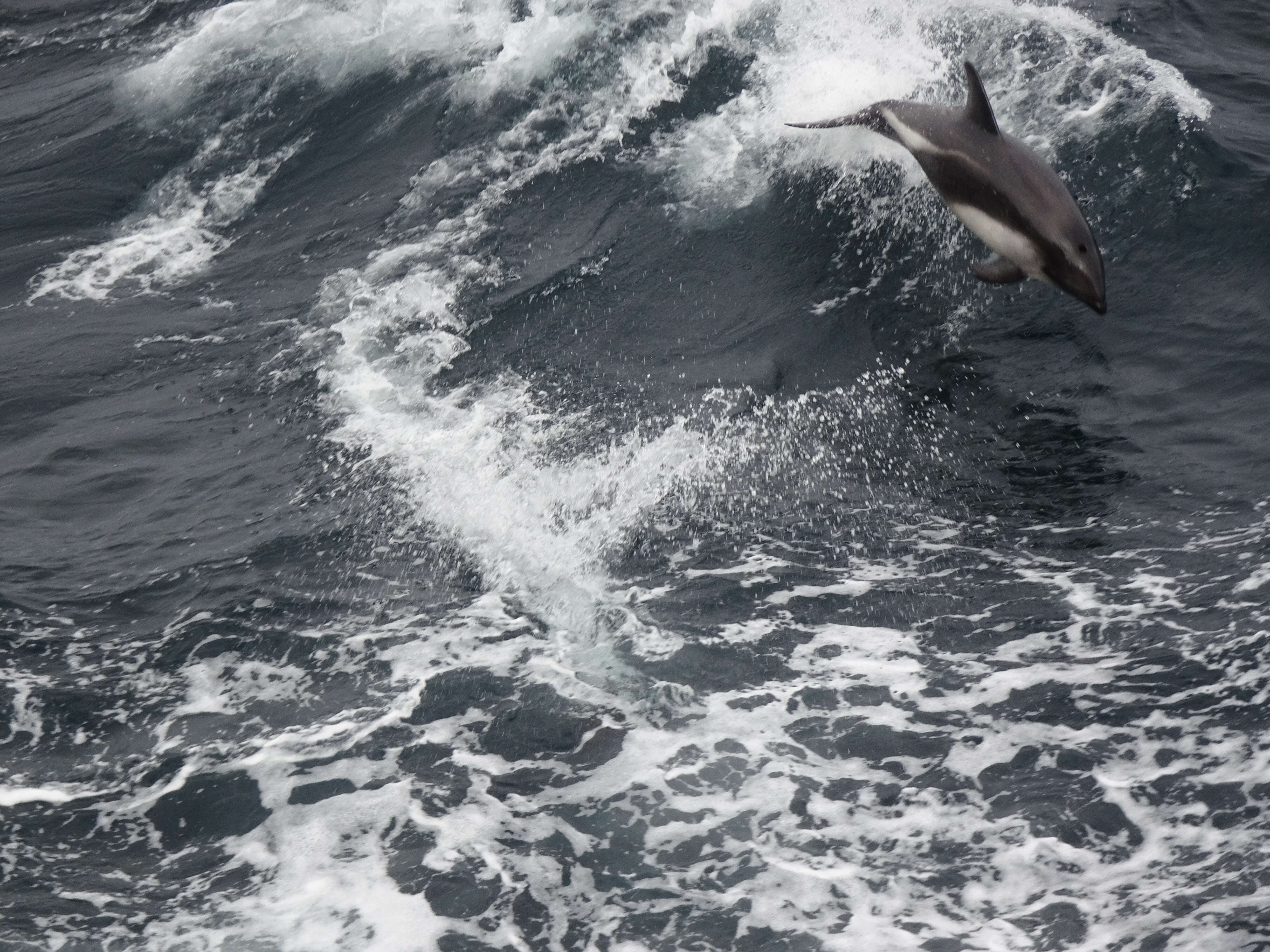 Image of Blackchin Dolphin