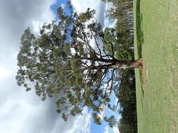 Image of Eucalyptus cameronii Blakely & Mc Kie