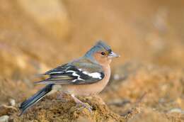 Image of Fringilla Linnaeus 1758